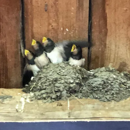 1 Hof Flueh Apartment